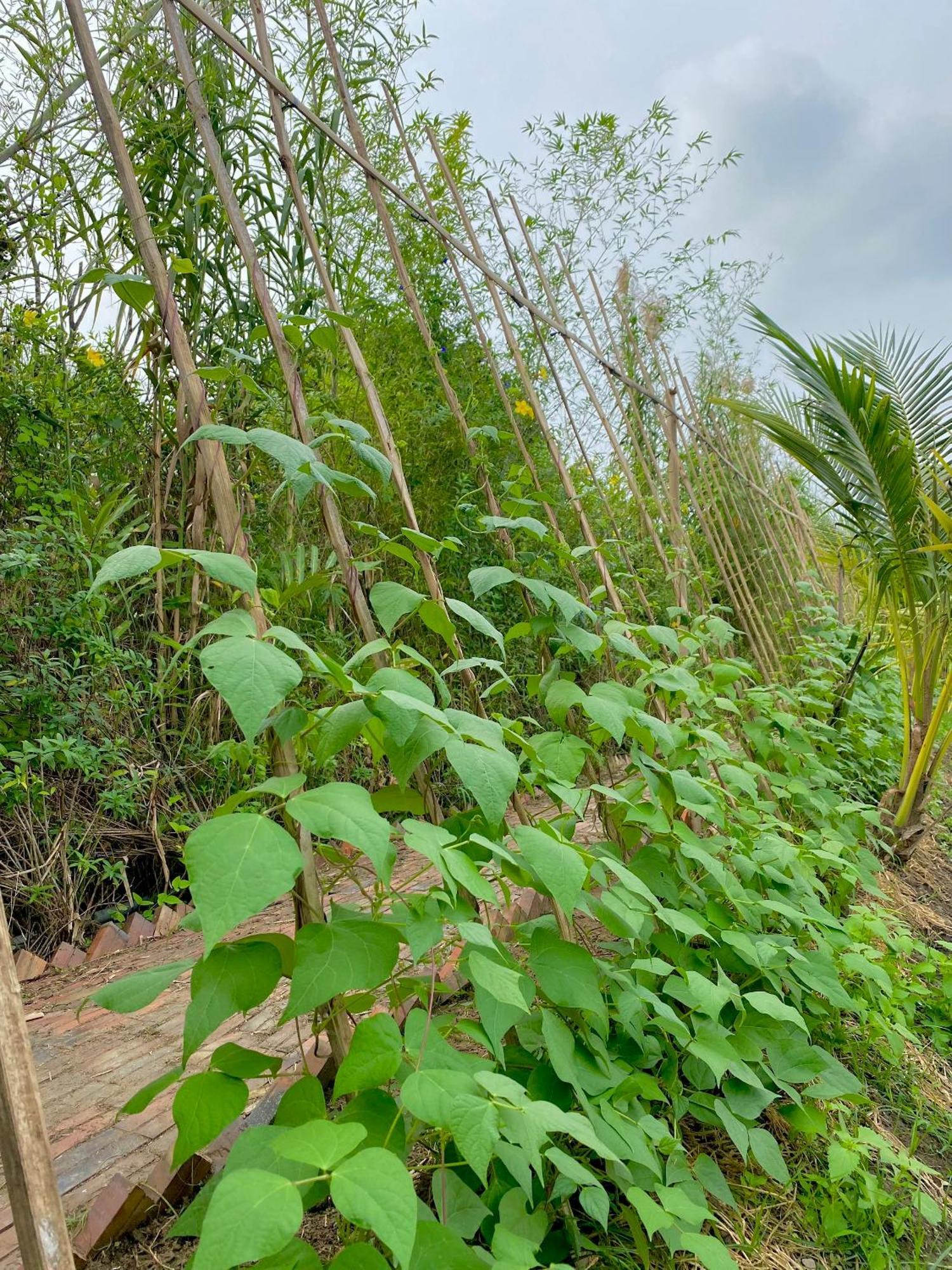 Mekong Silt Ecolodge Cần Thơ Extérieur photo